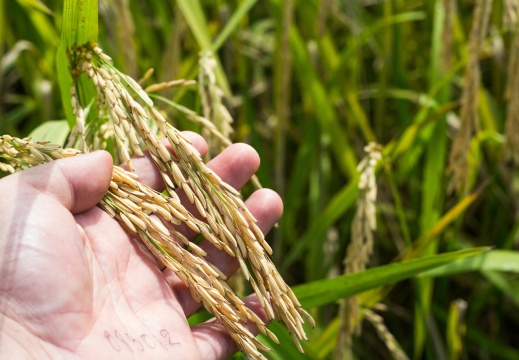 20170131113758-d9c5a4ef