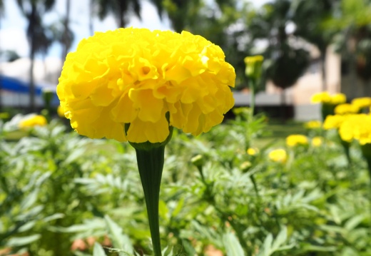 20171010125957-3b402603