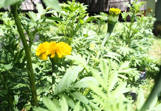 20171010130344-a34cd3fd