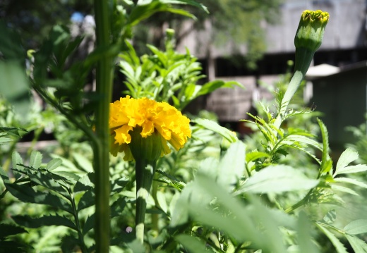 20171010130348-aa552bbb