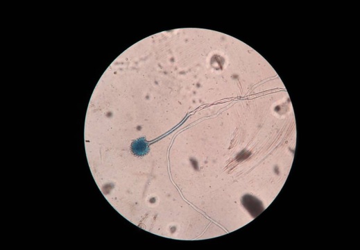 49900233 1245723552245065 4769444926033231872 n