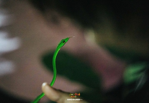 ส่องสัตว์หลังบ้าน 28/09/2568