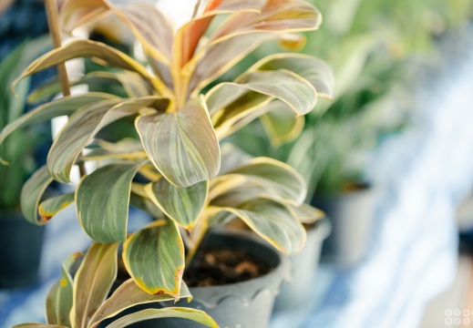 ตลาดวิทยา : ฟักทองเชื่อมใจเพื่อเพื่อนมนุษย์  29/09/2568